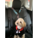 Etro | Köpek Kedi Araç Araba Emniyet Kemeri